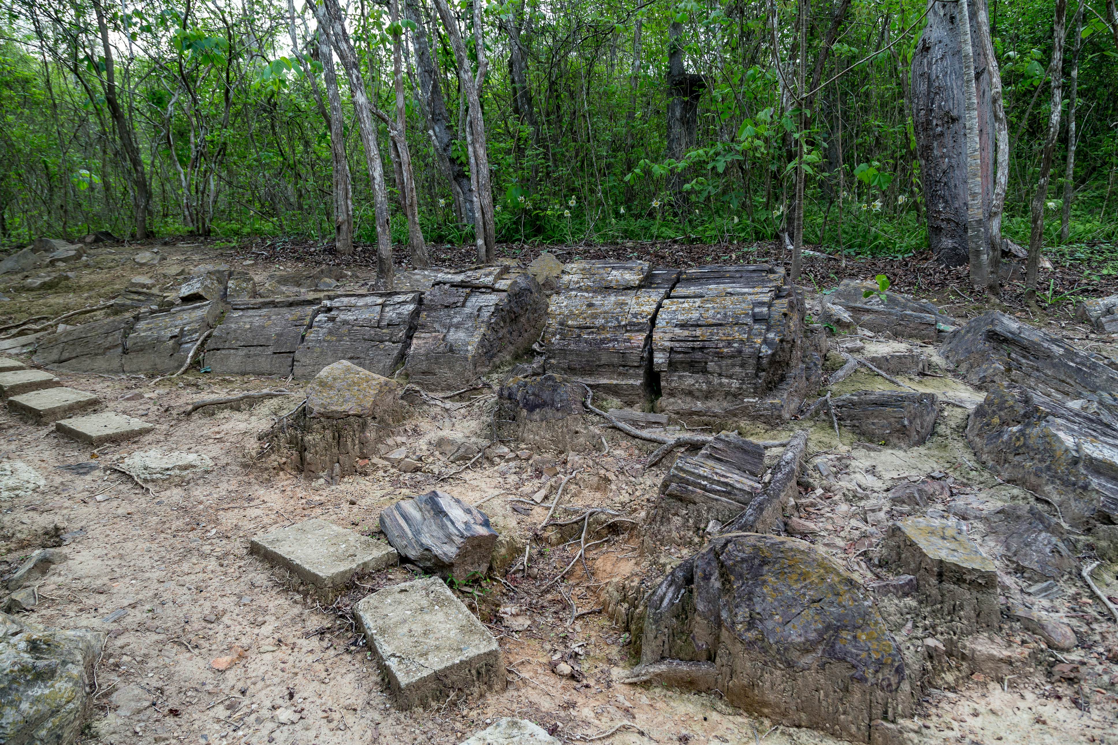 Fossilized trunks in the Petrified Forest of Puyango in southern Ecuador.
