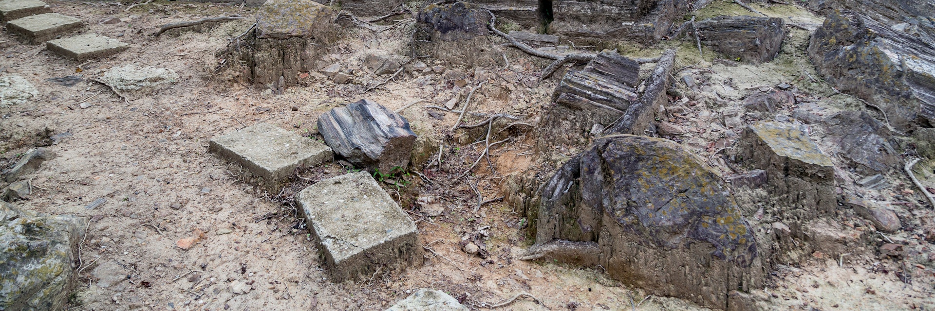 Fossilized trunks in the Petrified Forest of Puyango in southern Ecuador.
