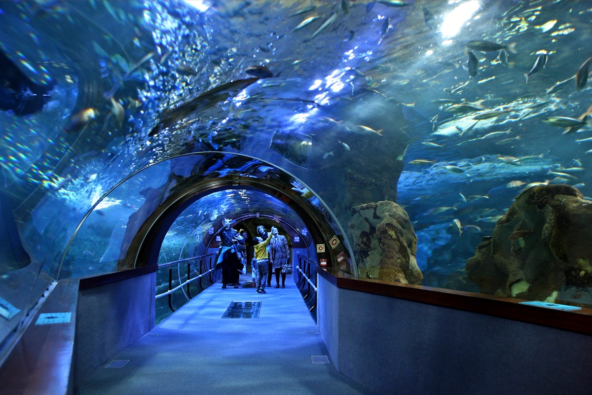 Inside the Aquarium of San Sebastian.