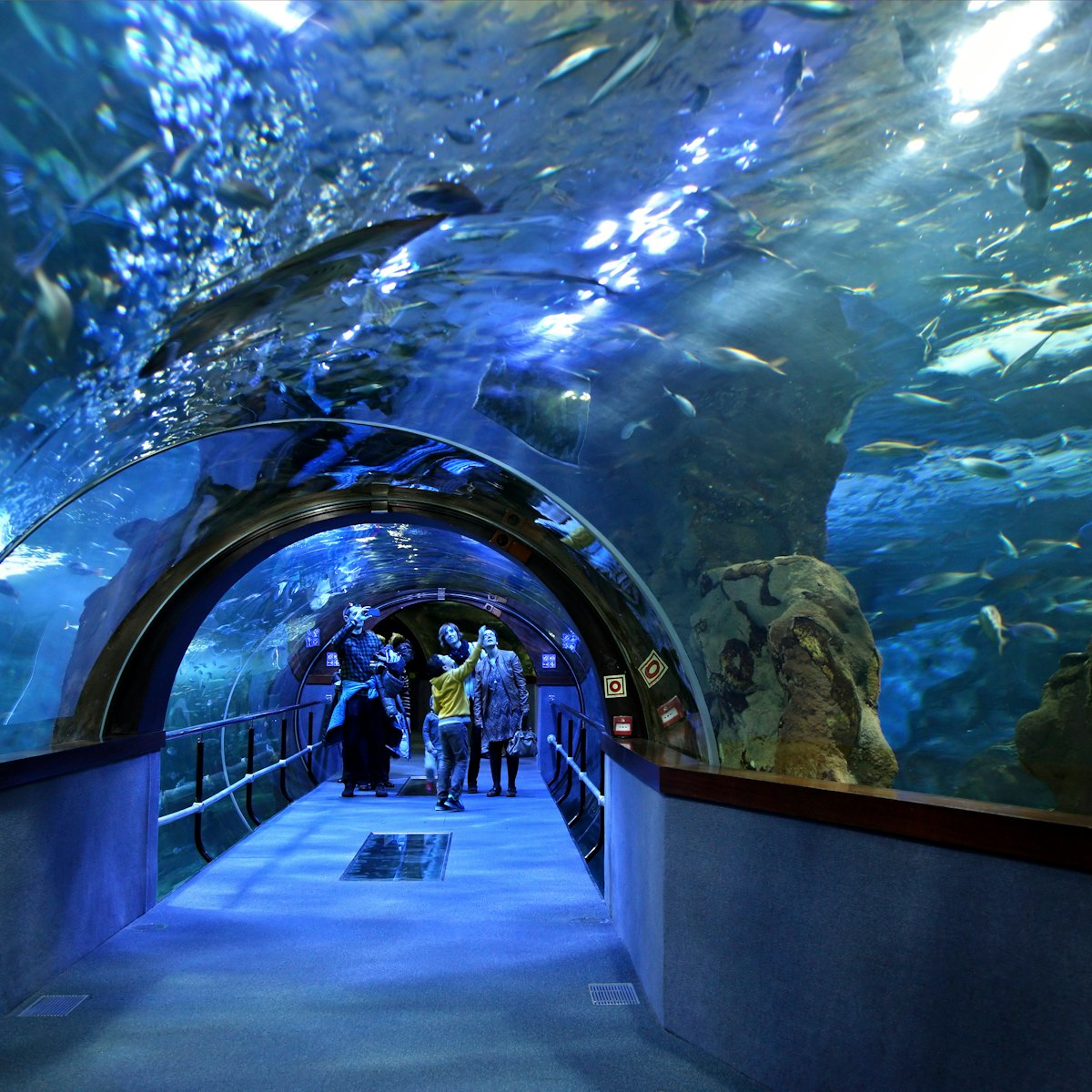 Inside the Aquarium of San Sebastian.