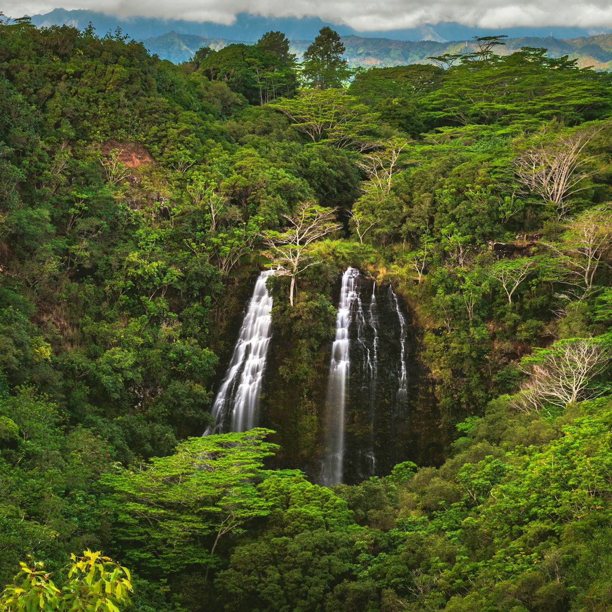 ʻŌpaekaʻa Falls, a waterfall located on the ʻŌpaekaʻa Stream in Wailua River State Park on the eastern side of the island of Kauai, Hawaii, United States.; Shutterstock ID 1378671545; purchase_order: 65050; job: ; client: ; other:
1378671545
