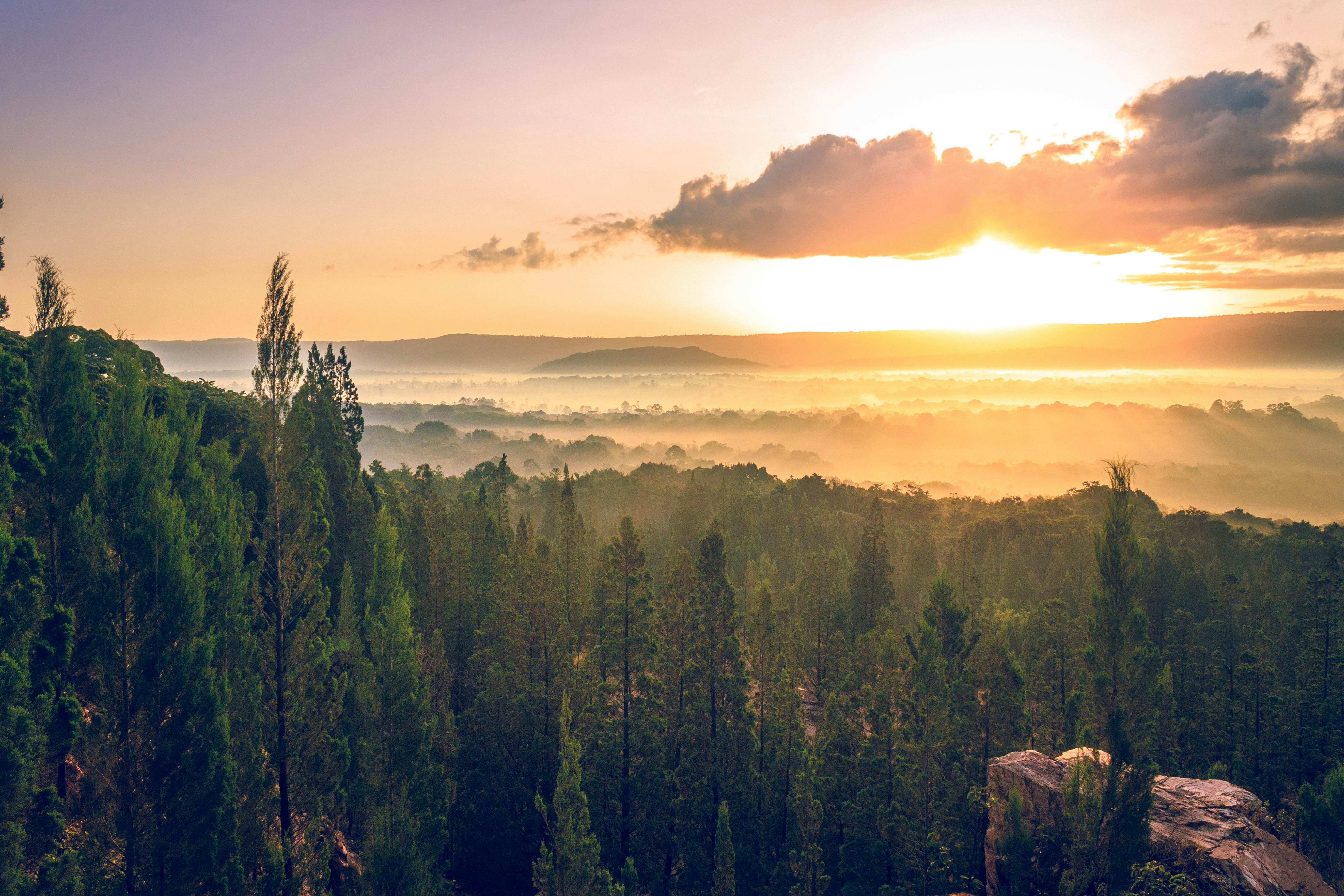 Sunrise over Kakamega Forest National Reserve in Kenya.