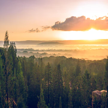 Sunrise over Kakamega Forest National Reserve in Kenya.