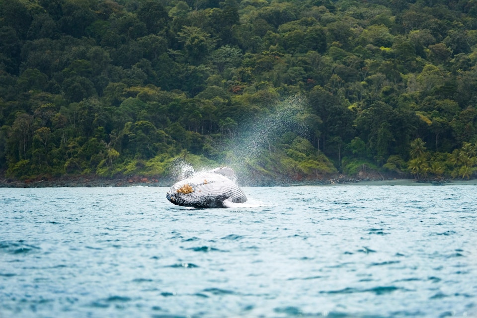 A Humpback whale jumping near the shore of Gorgona Island in the Colombian Pacific.