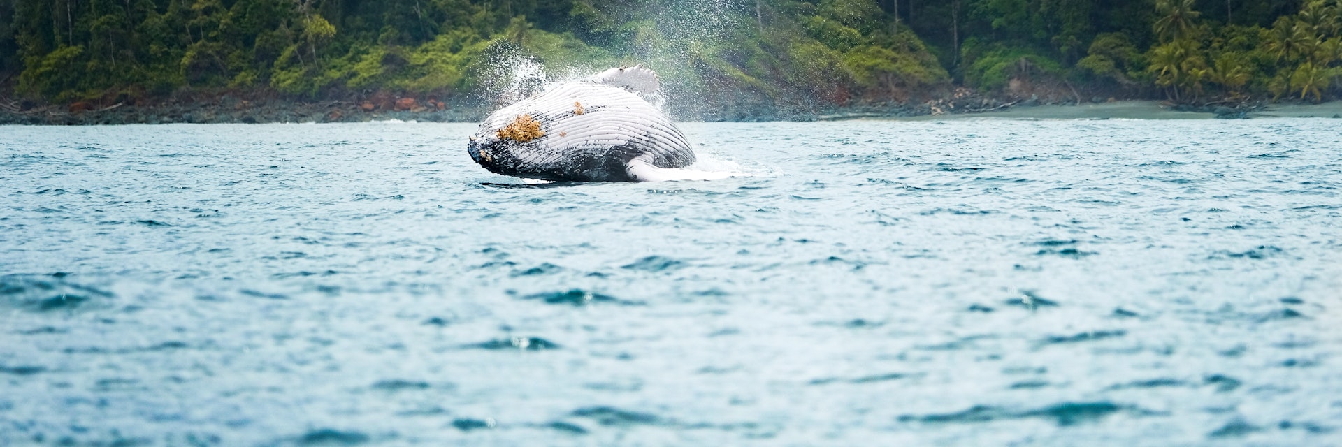 A Humpback whale jumping near the shore of Gorgona Island in the Colombian Pacific.
