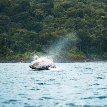A Humpback whale jumping near the shore of Gorgona Island in the Colombian Pacific.