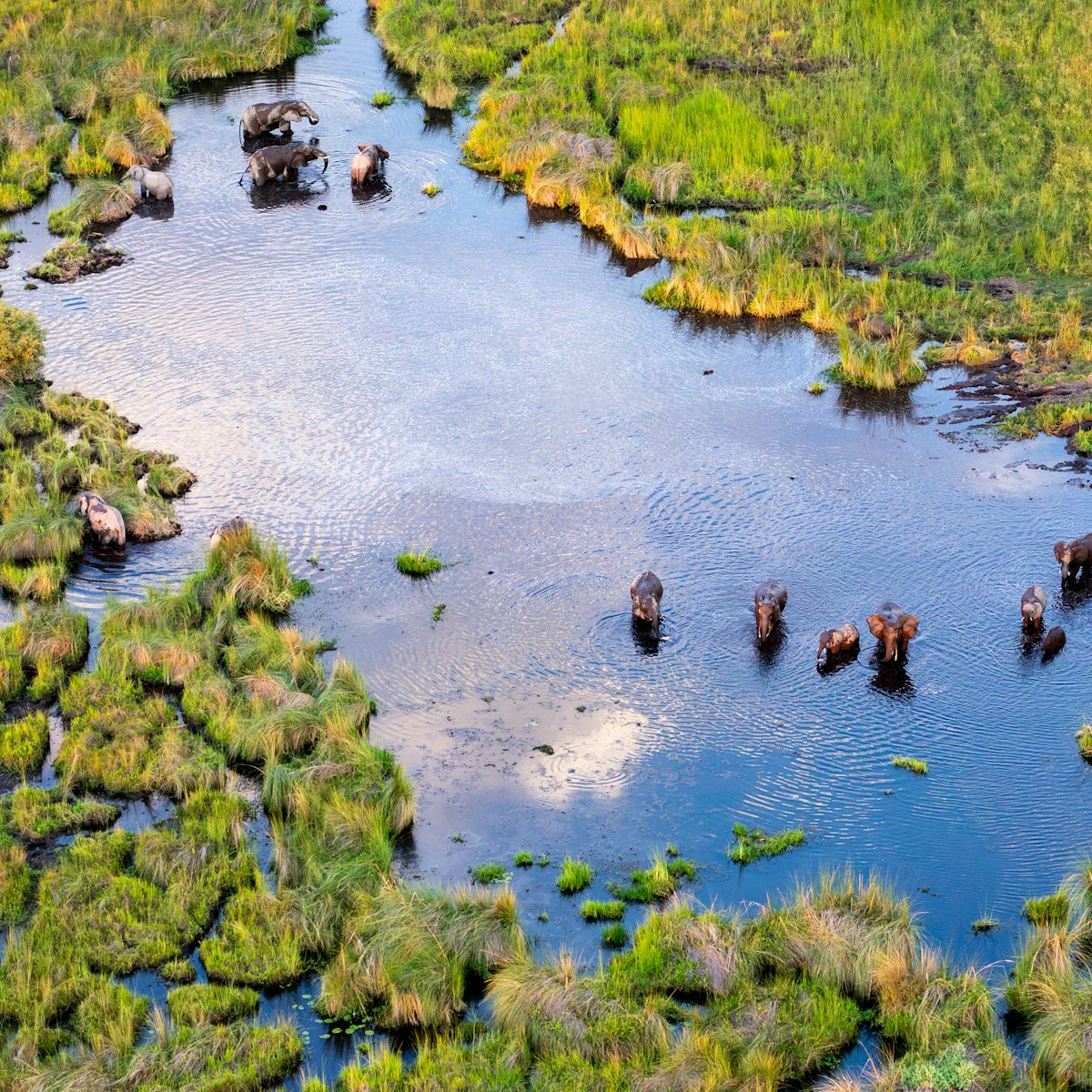 Aerial view to bush of delta Okavango with elephant.
1502595308
adventure, aerial, africa, african, animal, beautiful, botswana, bush, colour, dangerous, delta, elephant, endorheic basin, environment, five, flight, forest, game, grassland, helicopter, jungle, kenya, landscape, loxodonta africana, mammal, moremi, national, nature, okavango, over, park, photography, plane, relax, reserve, safari, seven natural wonders of africa, swampy, tanzania, tourism, touristic, travel destination, tree, trip, view, water, wild, wildlife