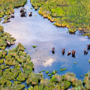 Aerial view to bush of delta Okavango with elephant.
1502595308
adventure, aerial, africa, african, animal, beautiful, botswana, bush, colour, dangerous, delta, elephant, endorheic basin, environment, five, flight, forest, game, grassland, helicopter, jungle, kenya, landscape, loxodonta africana, mammal, moremi, national, nature, okavango, over, park, photography, plane, relax, reserve, safari, seven natural wonders of africa, swampy, tanzania, tourism, touristic, travel destination, tree, trip, view, water, wild, wildlife