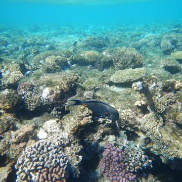Sandy coral reef in shallow Ras Um Sid, Egypt.