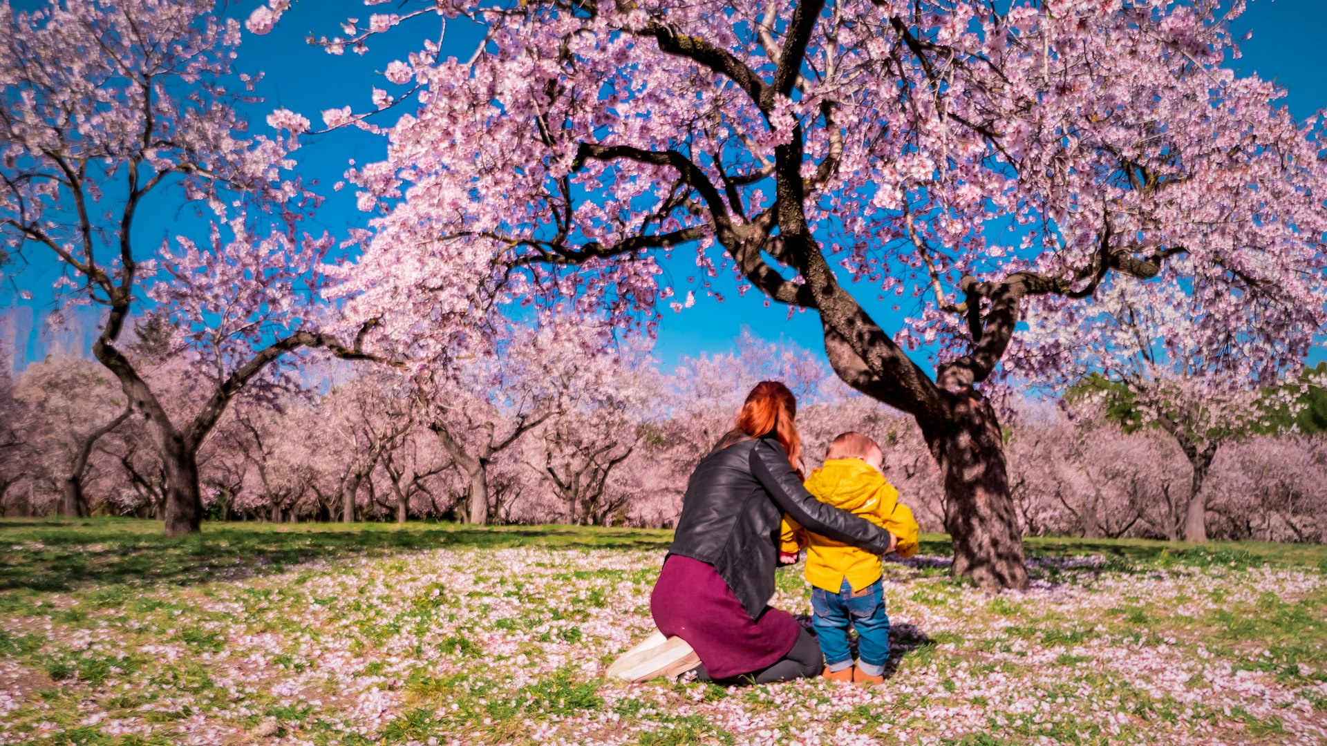 A mother and baby kneel down in vibrant pink blossom under a tree in a park
