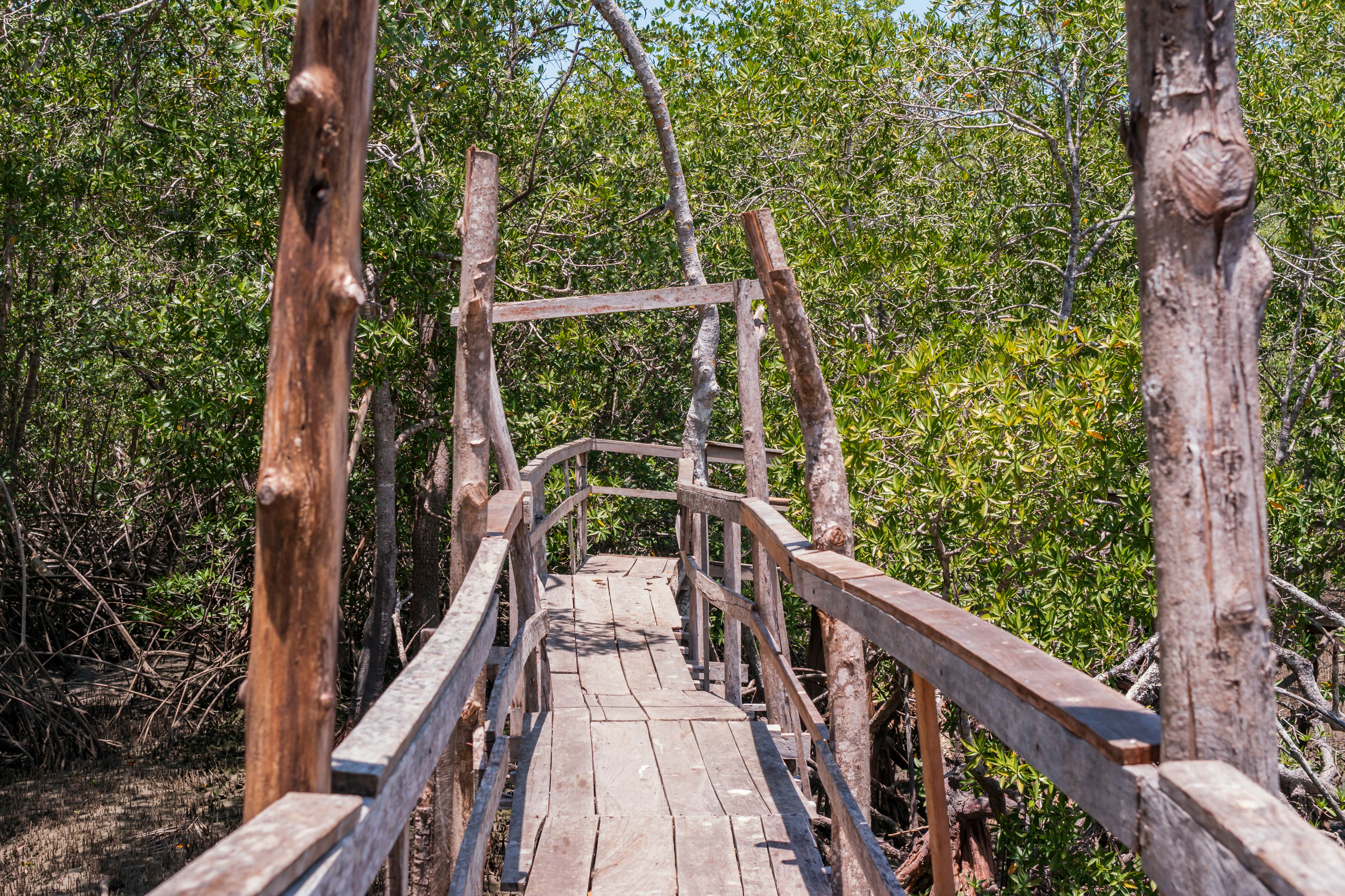 Rustic wooden bridge on the trails of the Curu Wildlife Reserve in Costa Rica.
