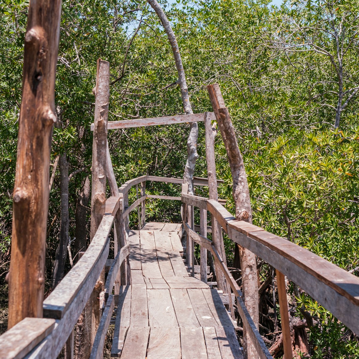 Rustic wooden bridge on the trails of the Curu Wildlife Reserve in Costa Rica.