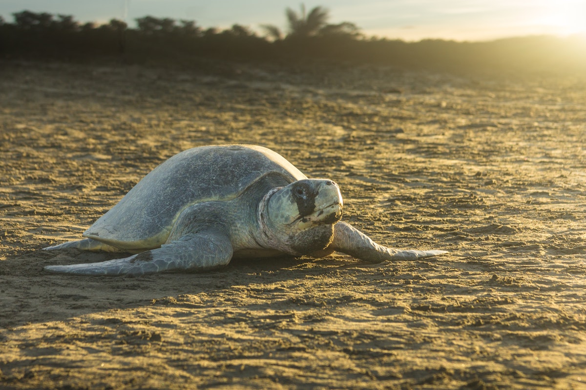 Olive ridley sea turtle on the sand in Ostional Nacional Wildlife Refuge. 