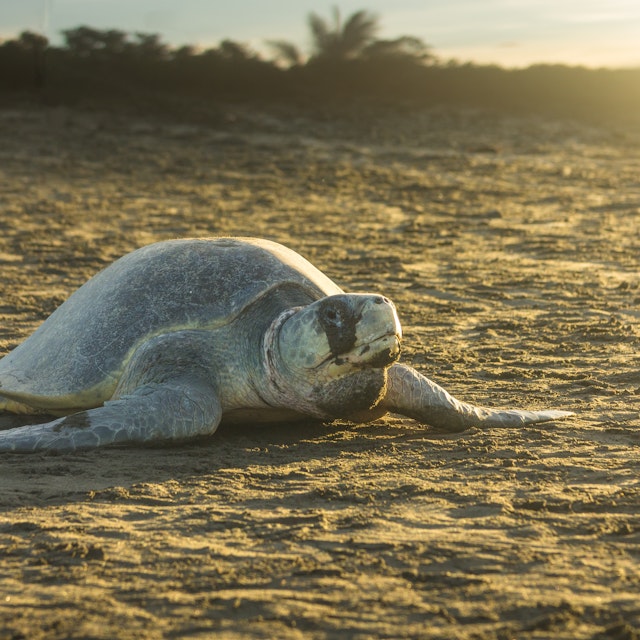 Olive ridley sea turtle on the sand in Ostional Nacional Wildlife Refuge.
