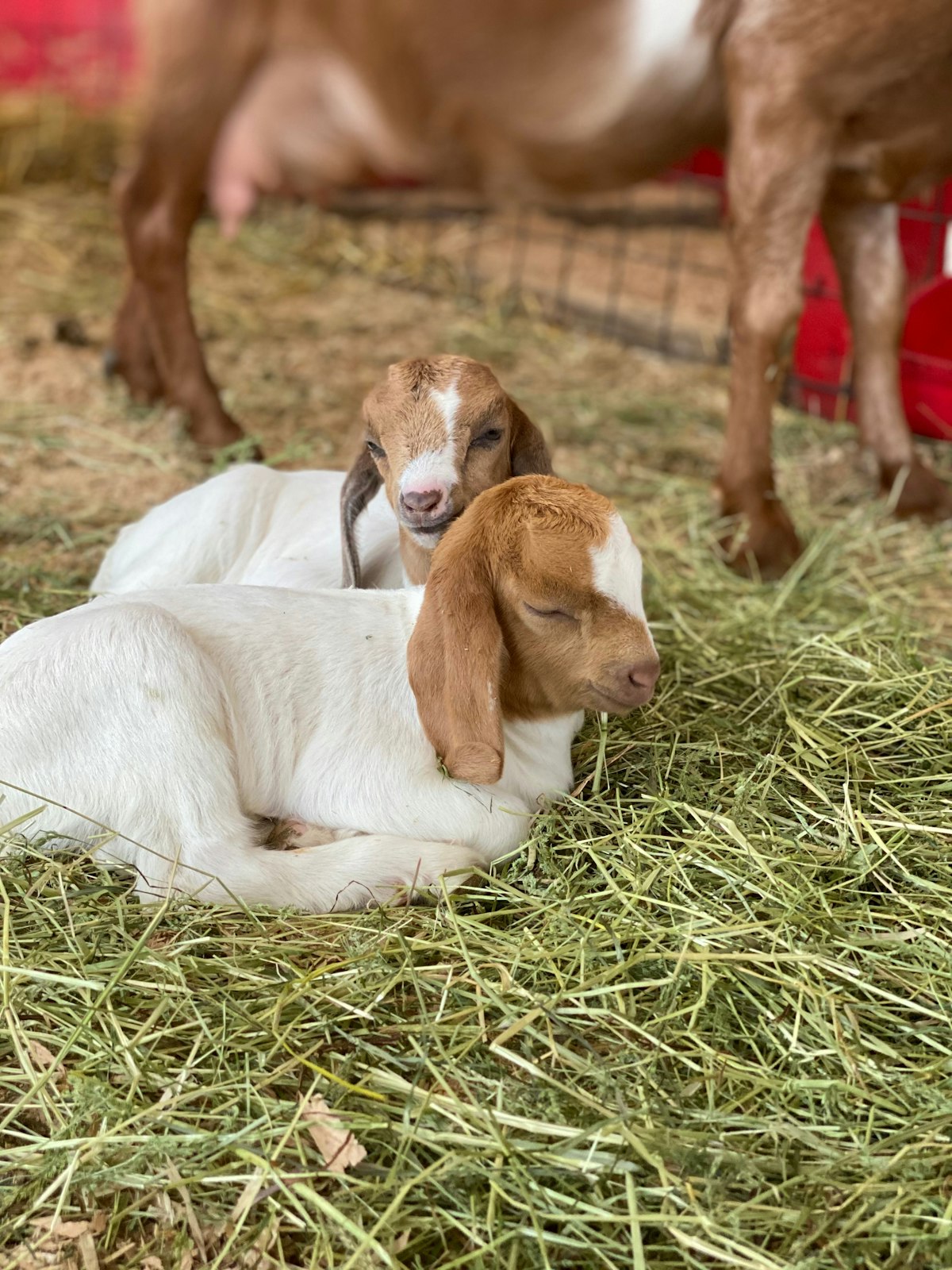 Baby goat at Young’s Jersey Dairy.