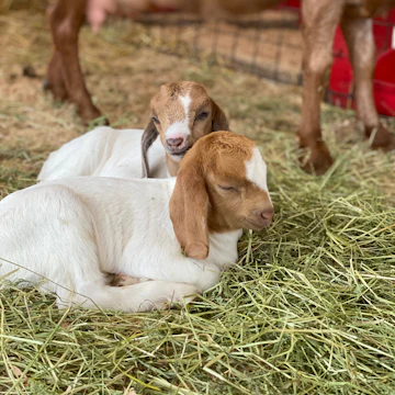 Baby goat at Young’s Jersey Dairy.