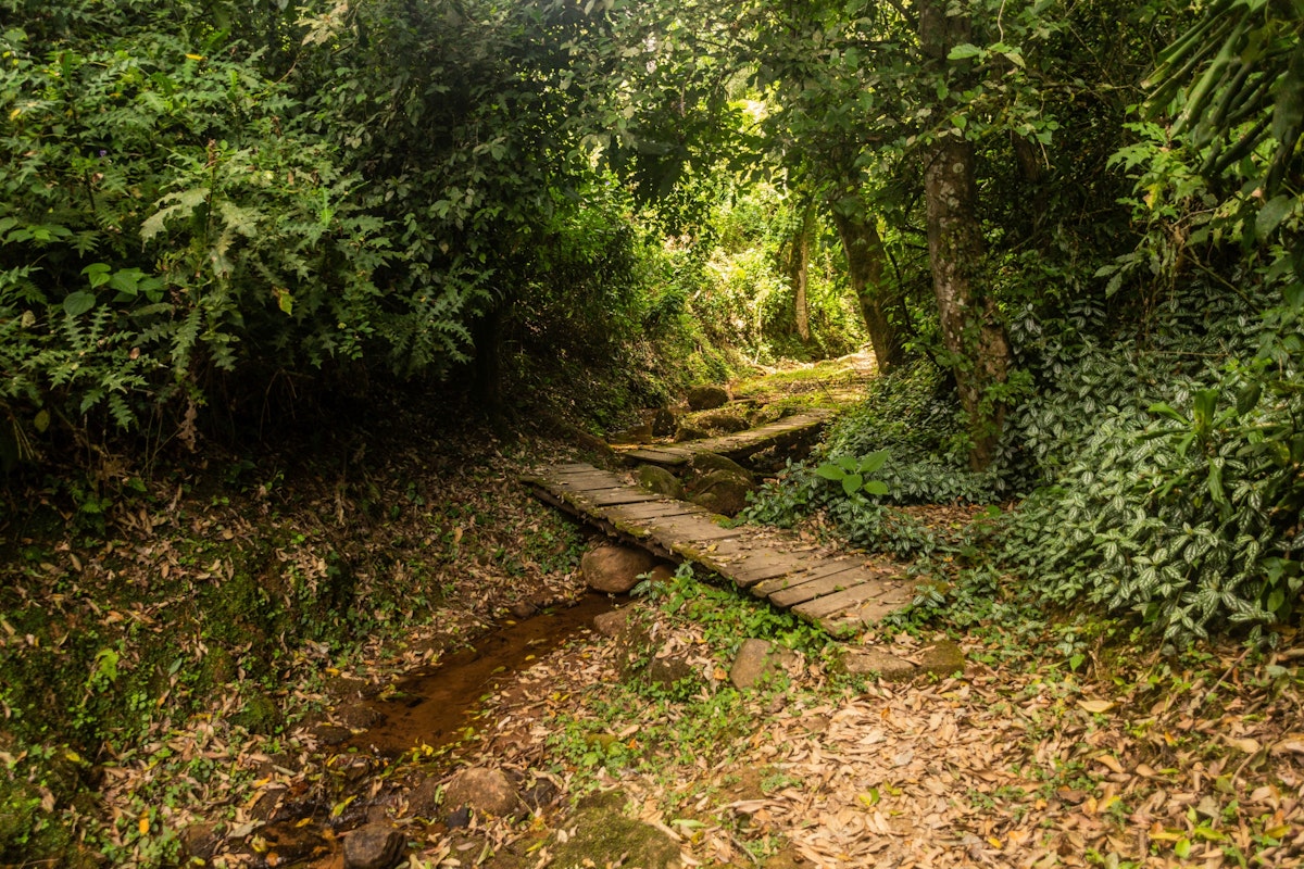 Hiking trail in Kakamega Forest Reserve, Kenya.
