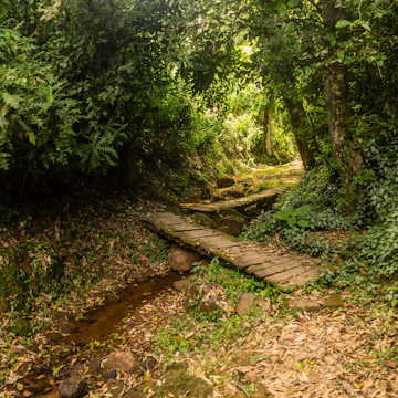 Hiking trail in Kakamega Forest Reserve, Kenya.