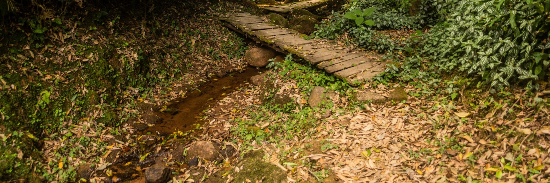 Hiking trail in Kakamega Forest Reserve, Kenya.