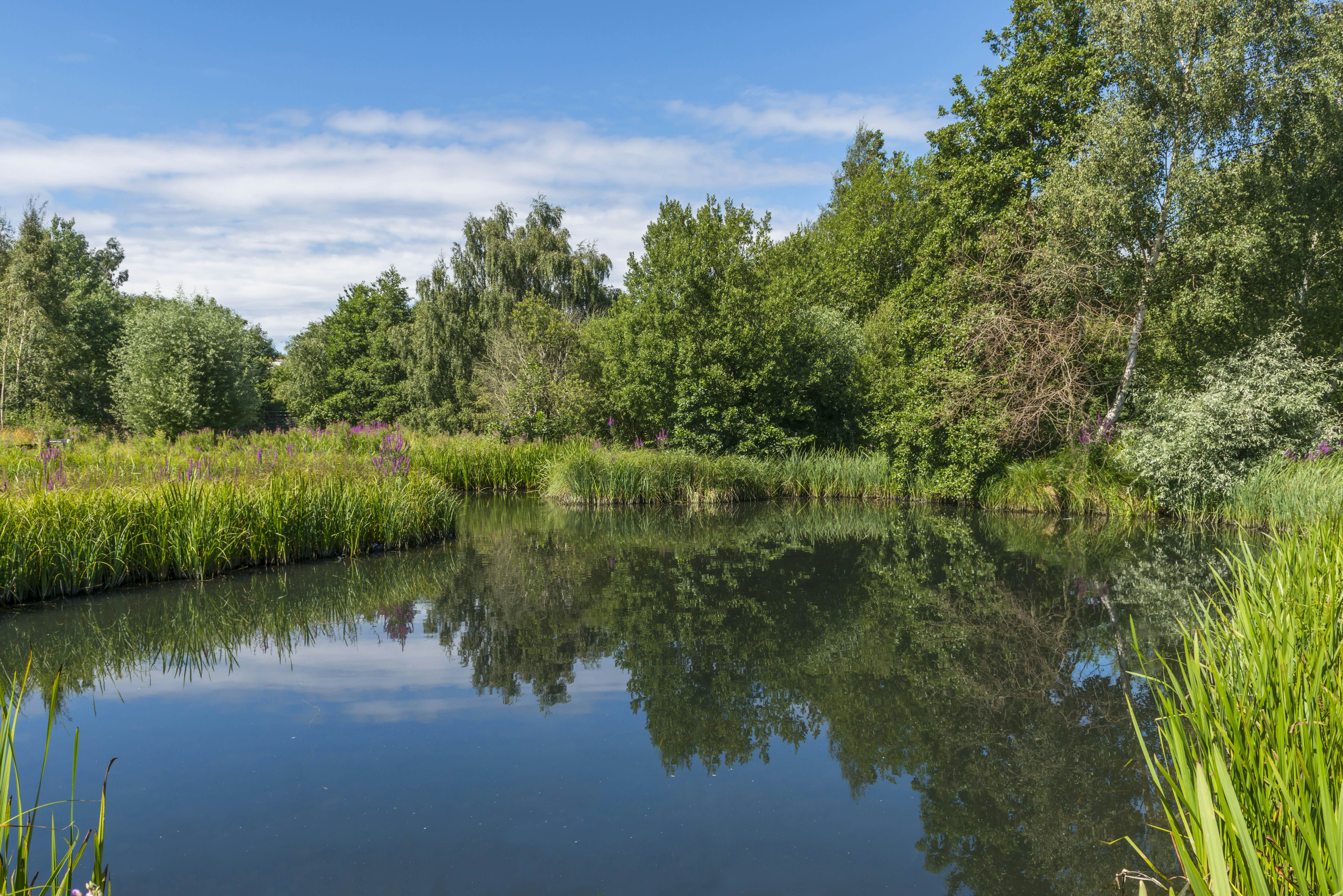 A small pond in London Wetlands Center.
