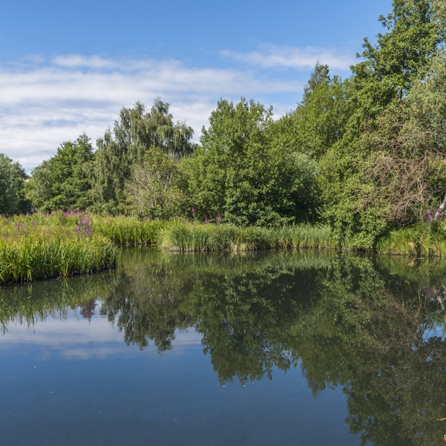 A small pond in London Wetlands Center.