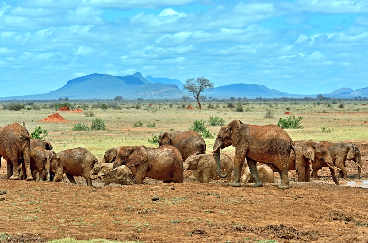 Elephants in Tsavo East National Park in Kenya.