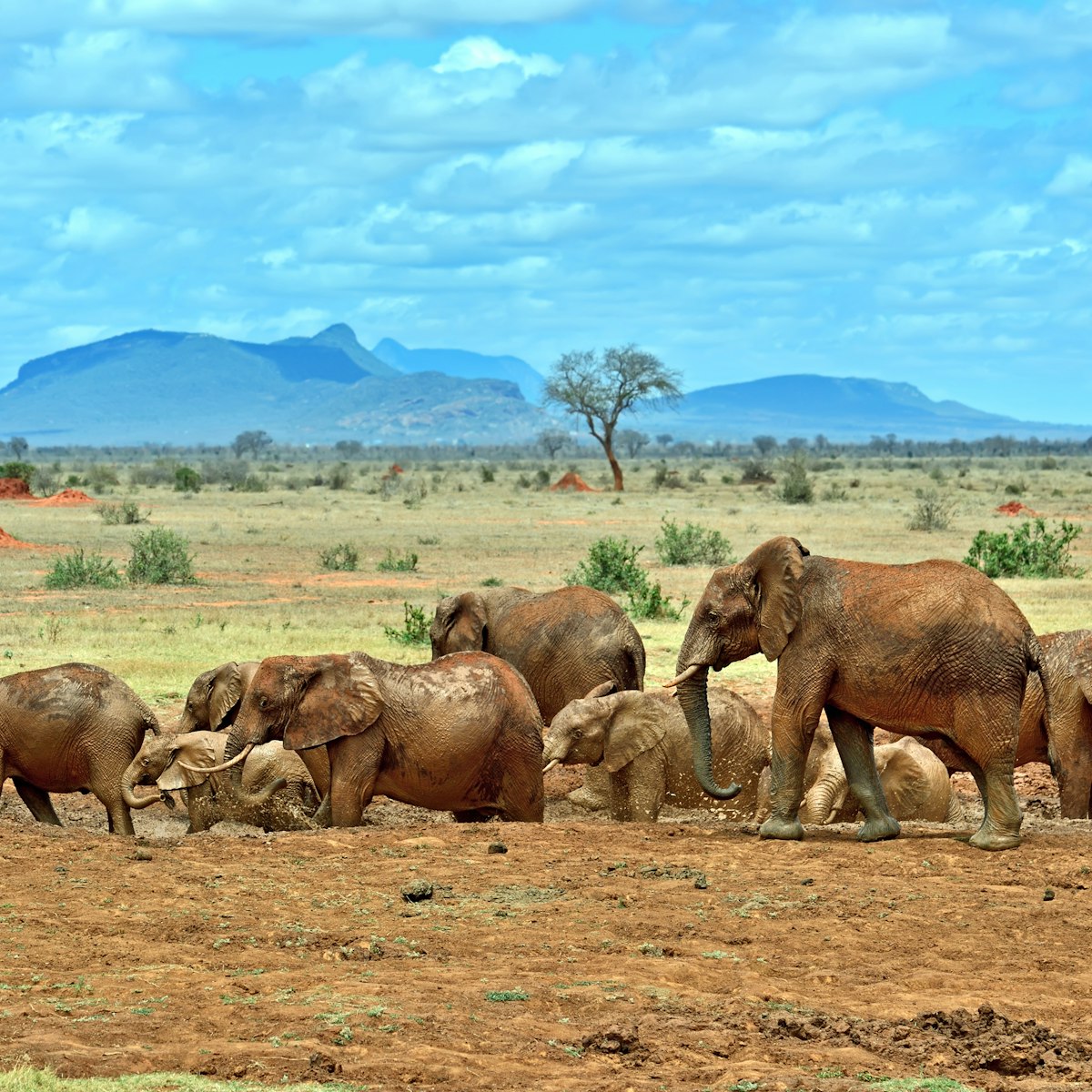 Elephants in Tsavo East National Park in Kenya.