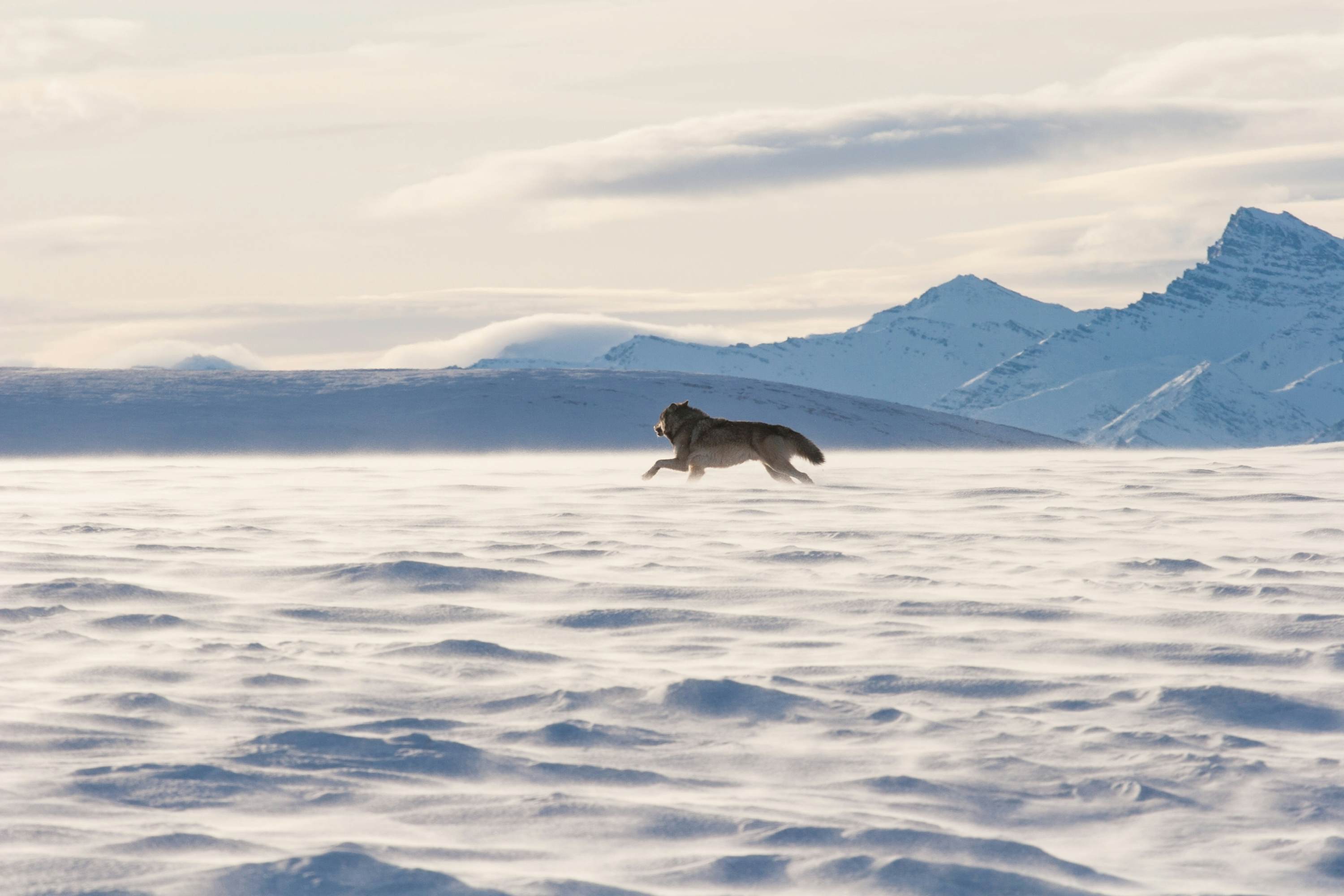 An Alaskan tundra wolf leaps through the blowing snow near the Arctic National Wildlife Refuge, as the Brooks Range looms in the background; Shutterstock ID 378979717; purchase_order: 65050; job: ; client: ; other:
378979717