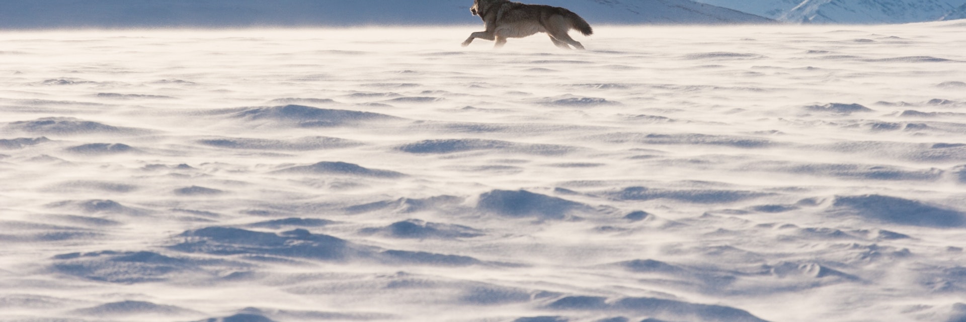 An Alaskan tundra wolf leaps through the blowing snow near the Arctic National Wildlife Refuge, as the Brooks Range looms in the background; Shutterstock ID 378979717; purchase_order: 65050; job: ; client: ; other:
378979717