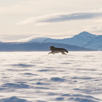 An Alaskan tundra wolf leaps through the blowing snow near the Arctic National Wildlife Refuge, as the Brooks Range looms in the background; Shutterstock ID 378979717; purchase_order: 65050; job: ; client: ; other:
378979717