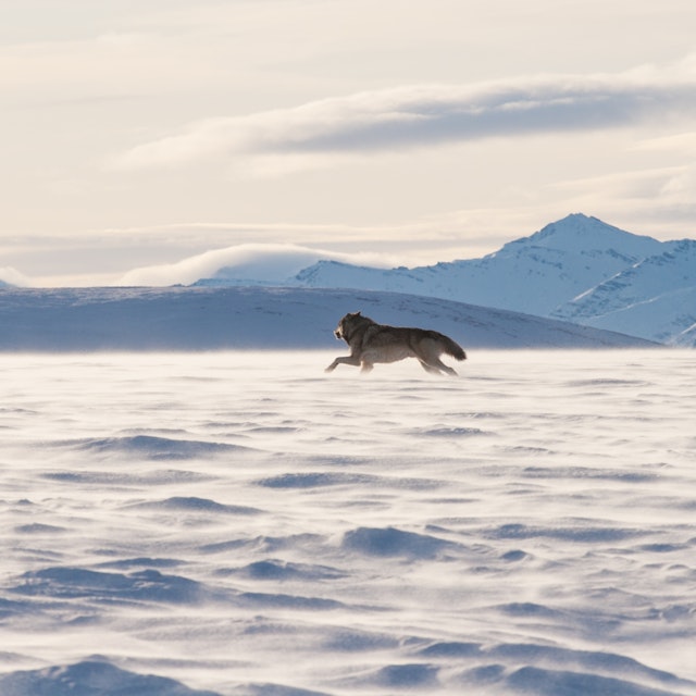 An Alaskan tundra wolf leaps through the blowing snow near the Arctic National Wildlife Refuge, as the Brooks Range looms in the background; Shutterstock ID 378979717; purchase_order: 65050; job: ; client: ; other:
378979717