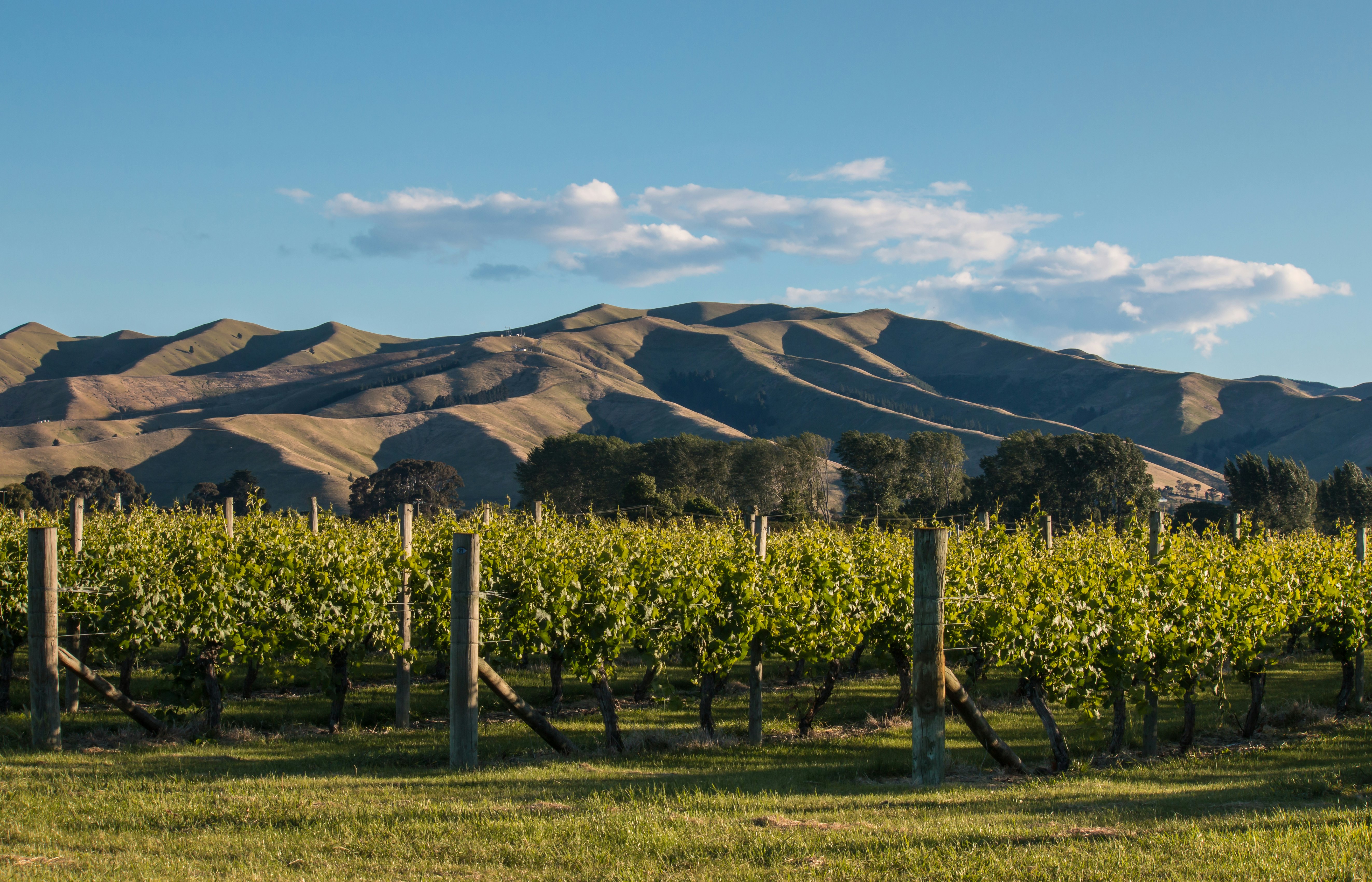 Sunset over vineyard at Wither Hills in New Zealand.