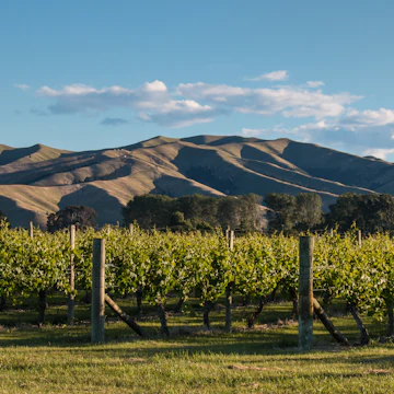 Sunset over vineyard at Wither Hills in New Zealand.