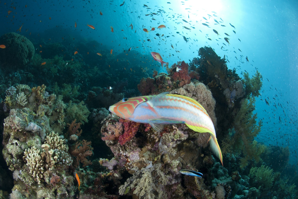 Colorful Rainbow wrasse fish in Thomas reef, Red Sea, Egypt.