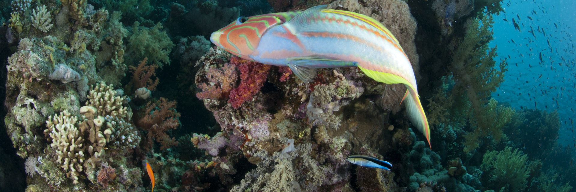 Colorful Rainbow wrasse fish in Thomas reef, Red Sea, Egypt.