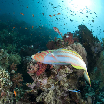 Colorful Rainbow wrasse fish in Thomas reef, Red Sea, Egypt.