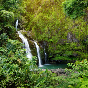 Upper Waikani Falls also known as Three Bears, a trio of large waterfalls amid rocks & lush vegetation with a popular swimming hole, off the Road to Hana Highway, Maui, Hawaii, USA
650608216
bear, cascade, dense, fall, ferns, flowing, foliage, forest, green, greenery, hana, hawaii, highway, hill, hole, idyllic, island, jump, landscape, lush, maui, natural, nature, outdoor, park, pond, pool, road, road to hana, rocks, scenery, scenic, states, stones, swim, three, travel, trees, triple, tropical, upper, usa, vegetation, waikani, water, waterfall, wet, wild