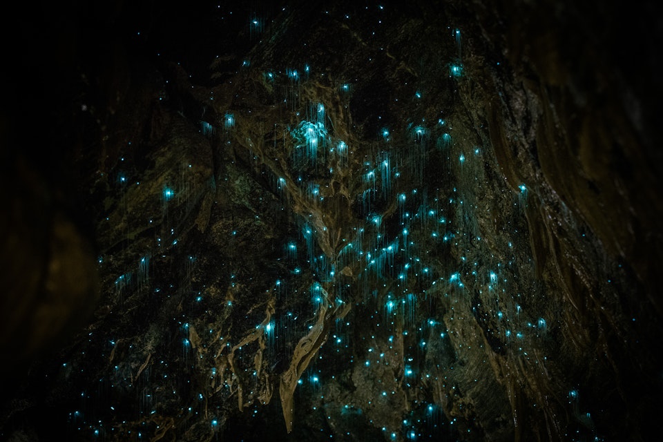 Glow worms cast blue light from the rocky ceiling of Waitomo Glowworm Caves.