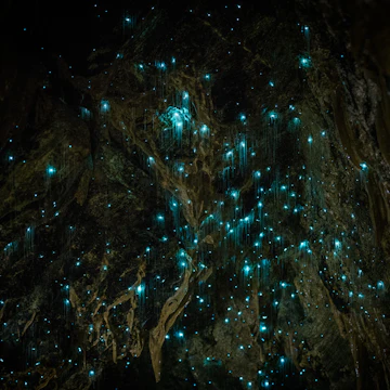 Glow worms cast blue light from the rocky ceiling of Waitomo Glowworm Caves.