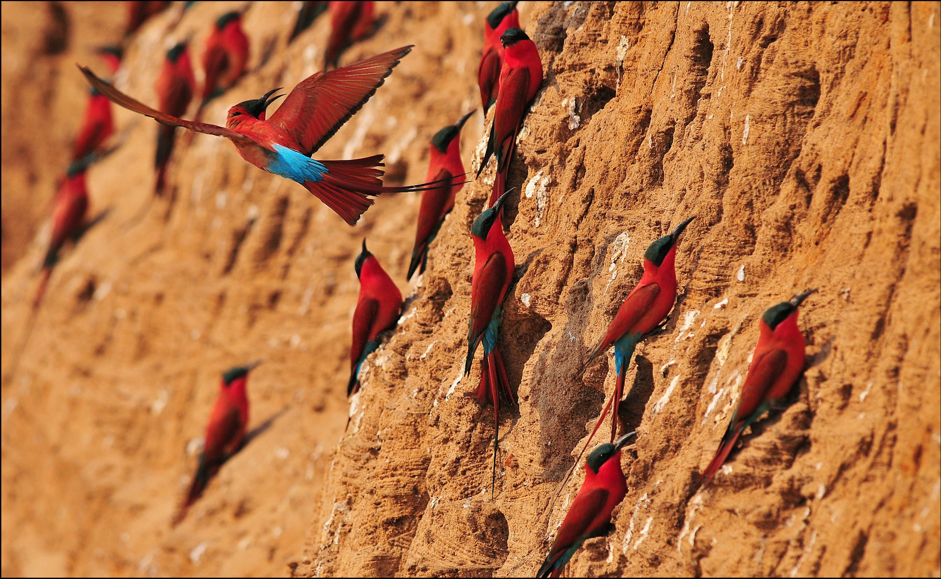 Several southern carmine bee-eaters perching on an ochre-coloured rock in South Luangwa National Park, Zambia