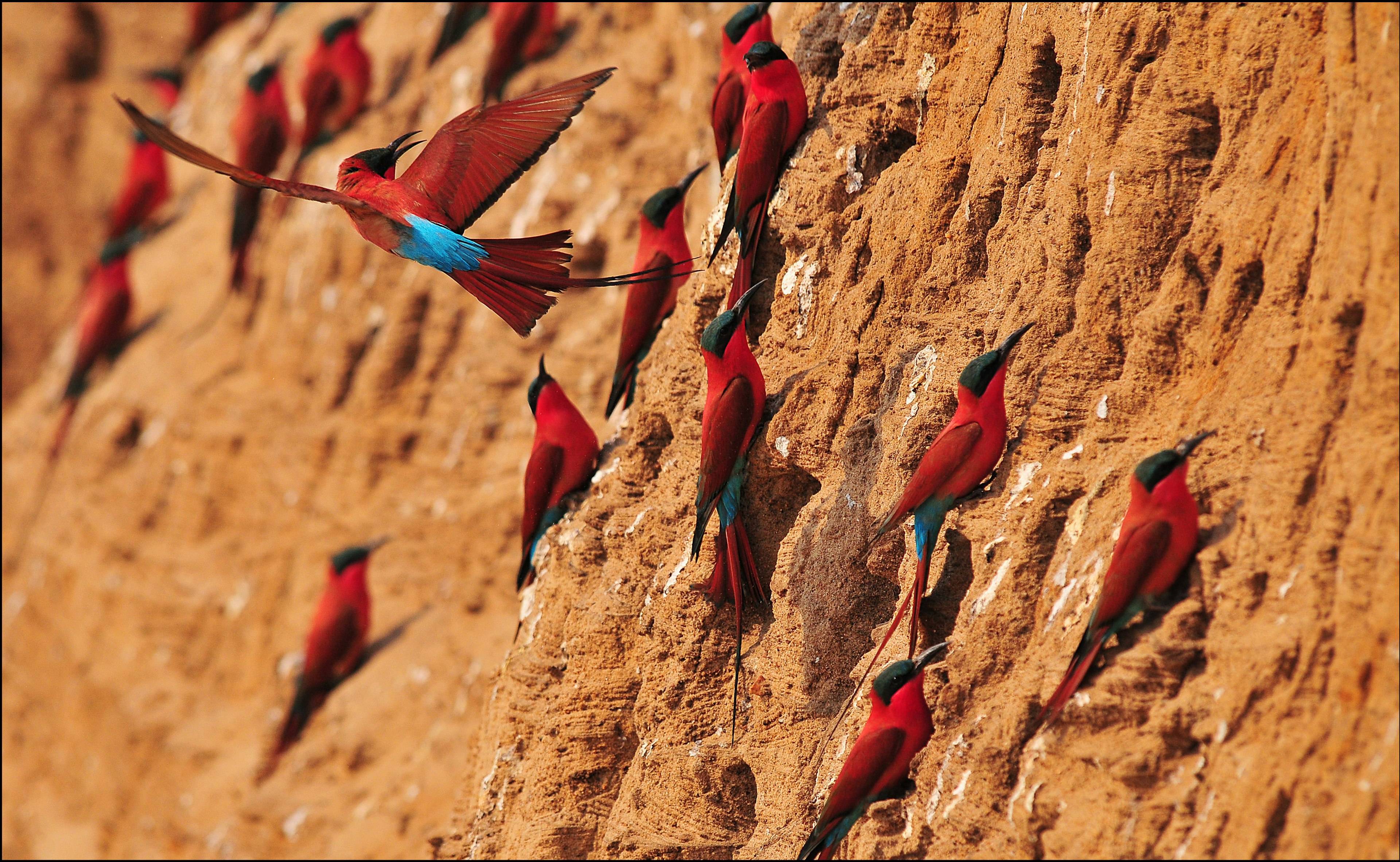 Several southern carmine bee-eaters perching on an ochre-coloured rock in South Luangwa National Park, Zambia