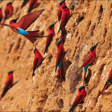 Southern Carmine Bee-eater in the air in South Luangwa.
134023874
africa, africa safari, africa wildlife, african, beautiful bird, bee eater, birds, birds eye view, birds flying, birds in flight, colorful, colorful animal, colorful bird, departure, flights, flying, flying bird, flying birds, freedom, freedom concept, happiness, nature reserve, red bird, safari animals, wild animals, wildlife, zambia