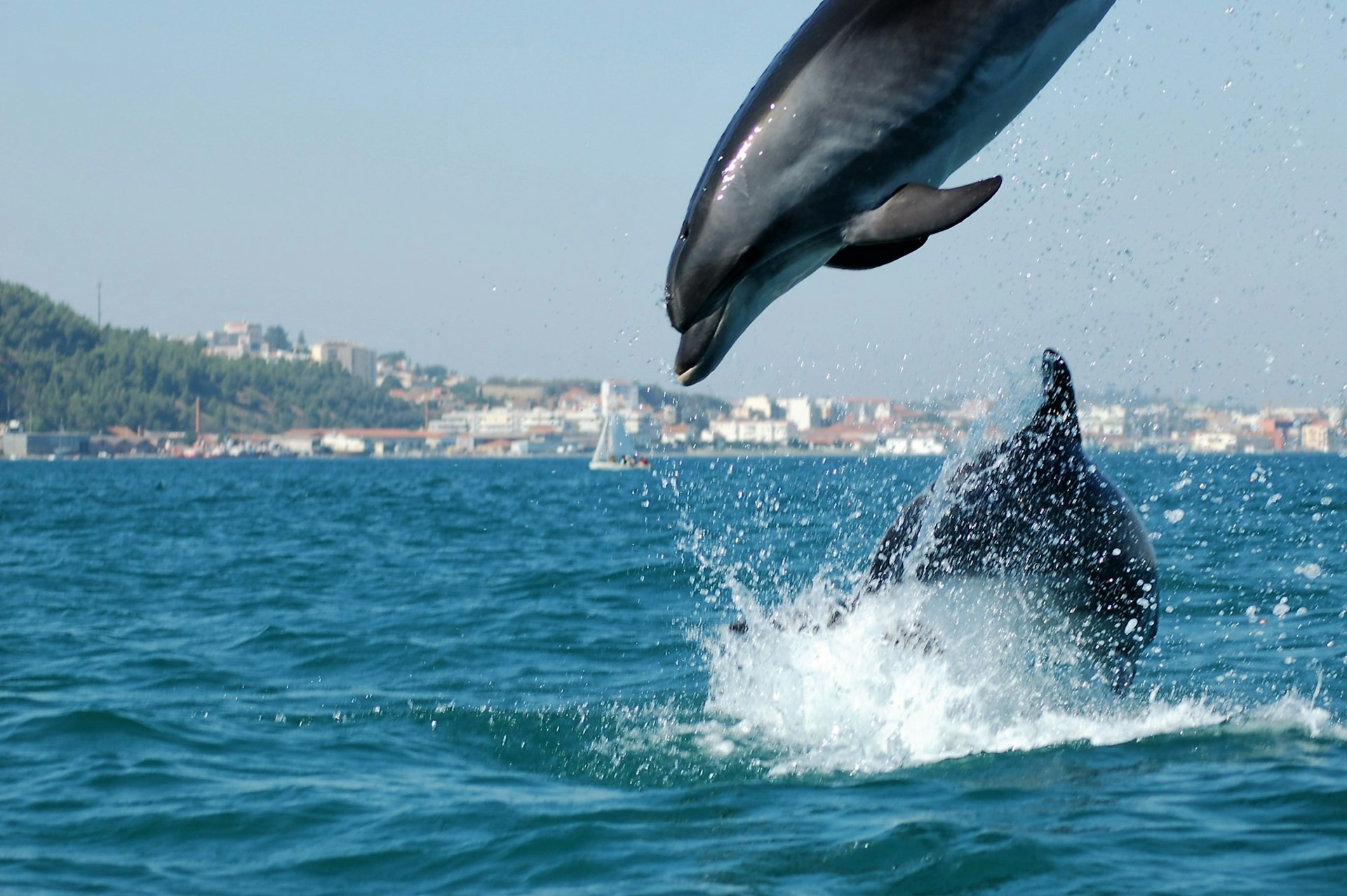 Dolphins of the estuary of the river Sado, Setubal, Portugal