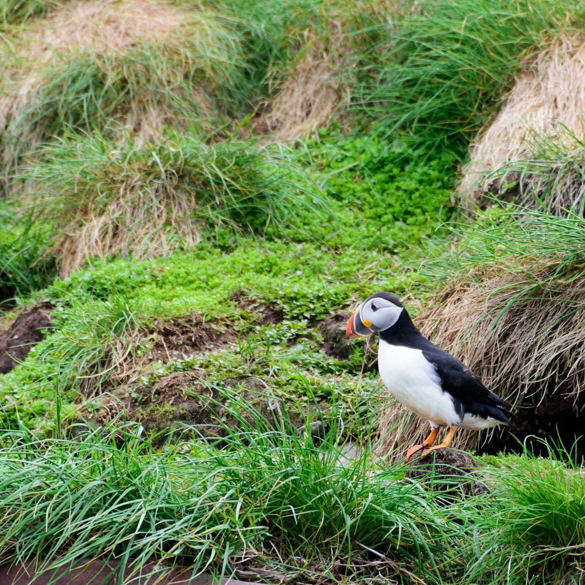 Puffin nesting on the islands of Witless Bay Ecological Reserve.
689426863
alcids, america, animals, aquatic, arctica, atlantic, auks, avian, bay, beak, bird, canada, canadian, common, conservation, ecological, environment, environmental, feather, horizontal, labrador, living, marine, nature, nest, newfoundland, north, organism, ornithology, outdoors, outside, puffin, reserve, watching, water, wild, wildlife, wing, witless