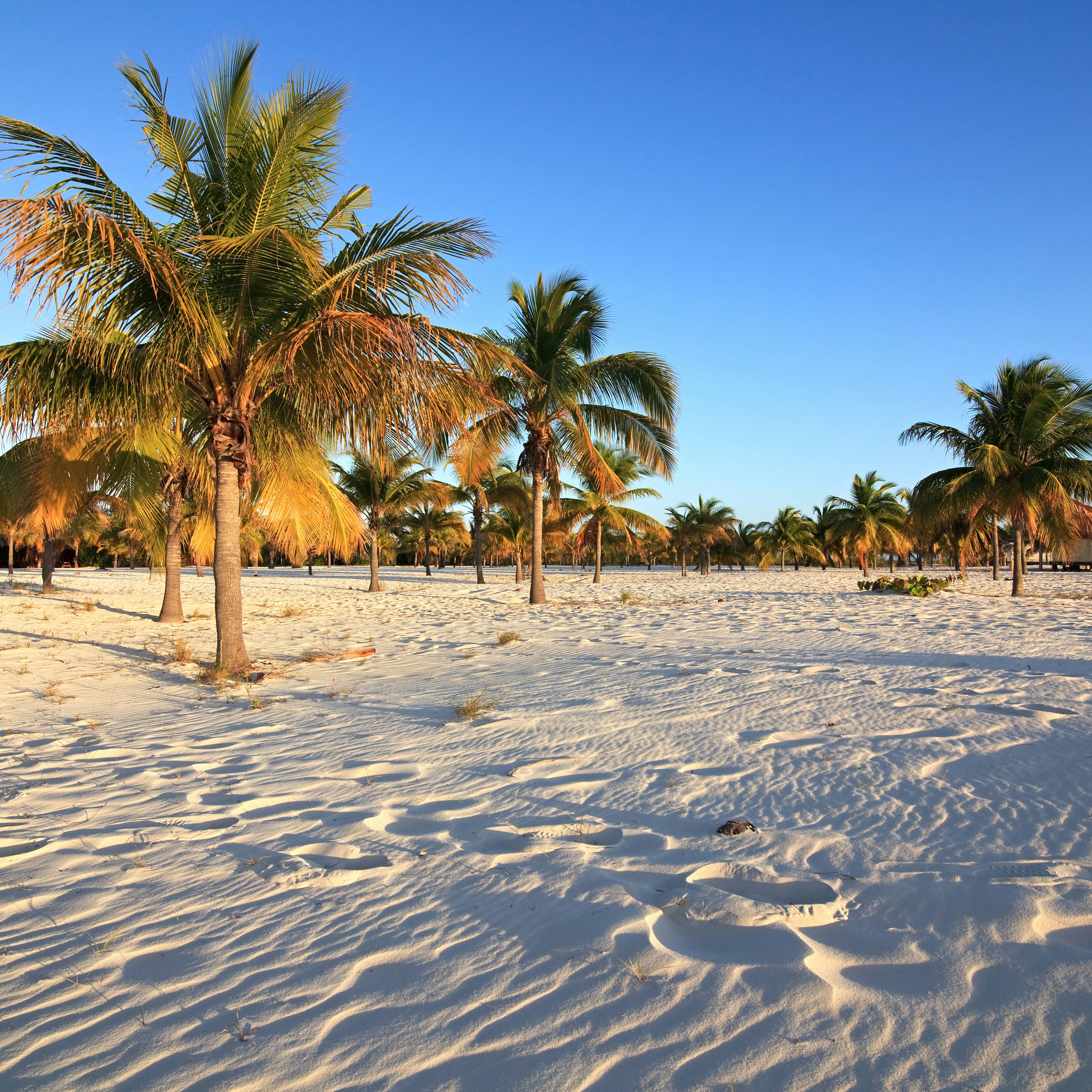 Palm trees on white sand at Playa Sirena on Cayo Largo.
98655236
tree, sand, cayo, palm, cuba, flora, playa, beach, white, plant, largo, sandy, sirena, island, beauty, tourism, caribbean, landscape, recreation