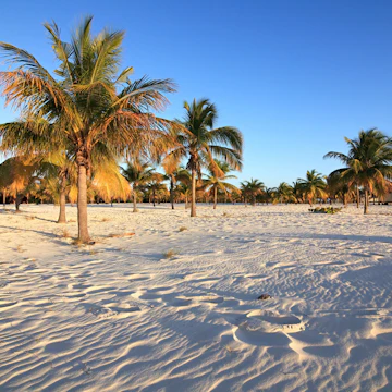 Palm trees on white sand at Playa Sirena on Cayo Largo.
98655236
tree, sand, cayo, palm, cuba, flora, playa, beach, white, plant, largo, sandy, sirena, island, beauty, tourism, caribbean, landscape, recreation