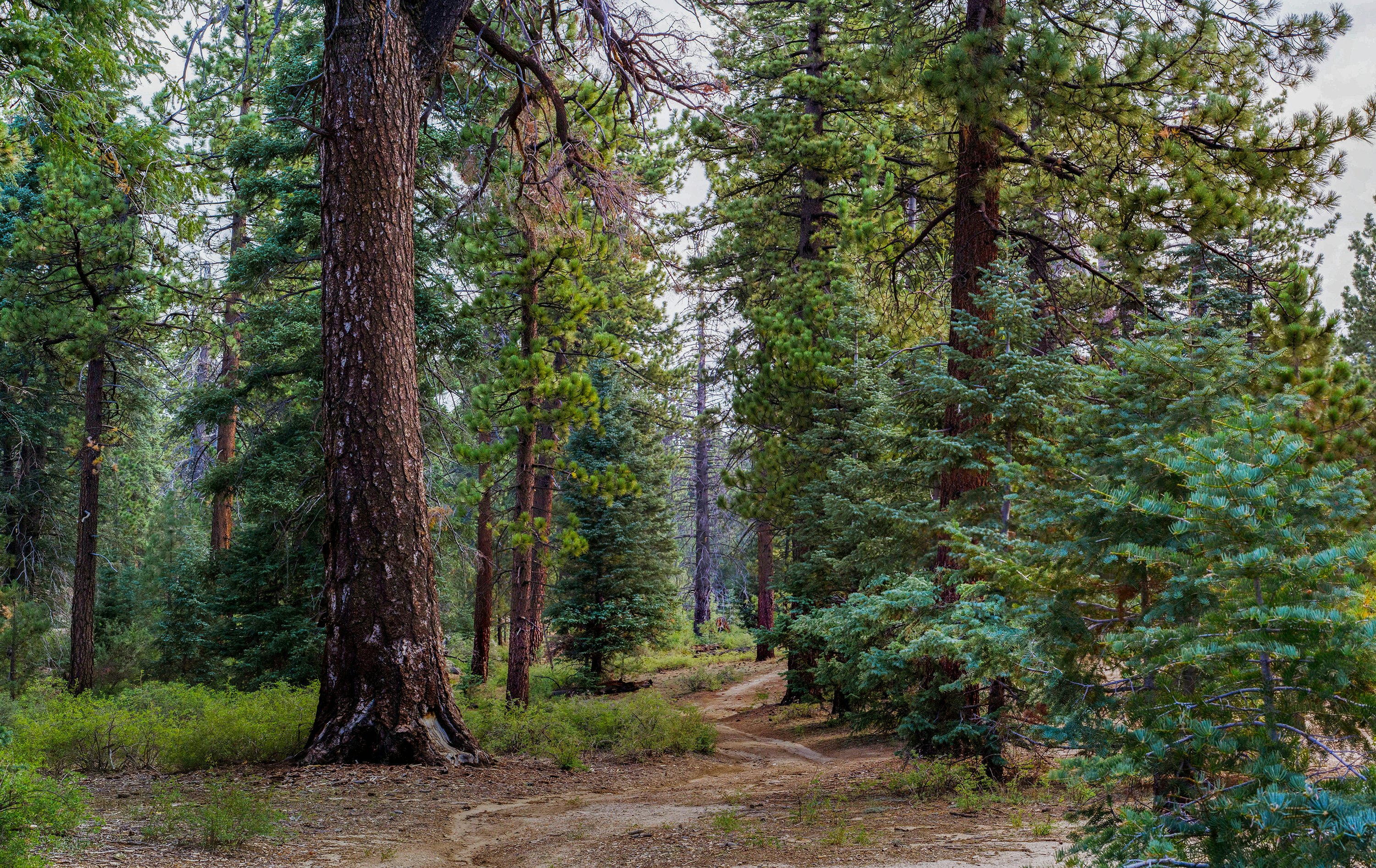 Sierra de San Pedro Martir, Baja California, Mexico.