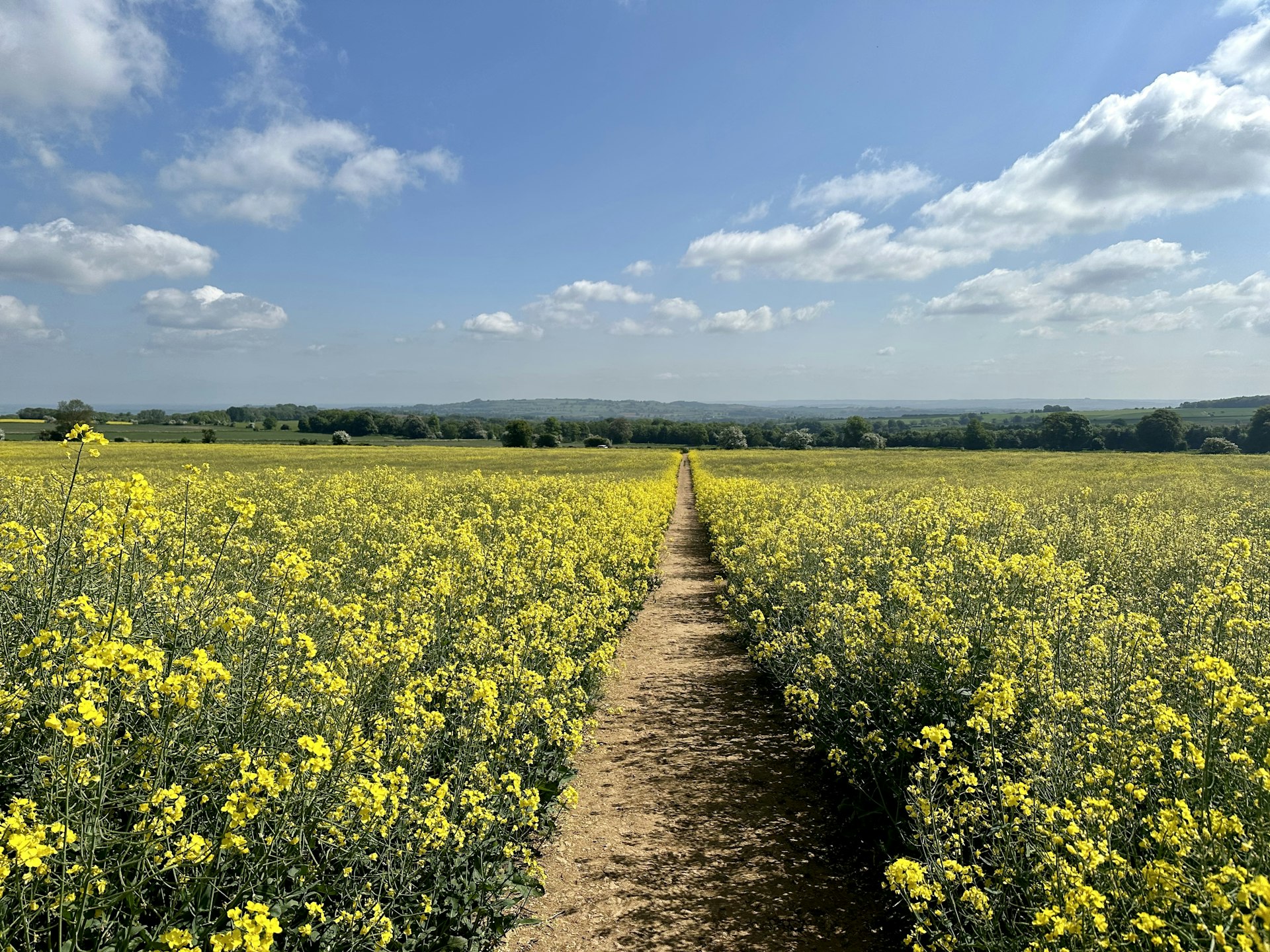 Flowering rapeseed in a field along the Cotswold Way, England