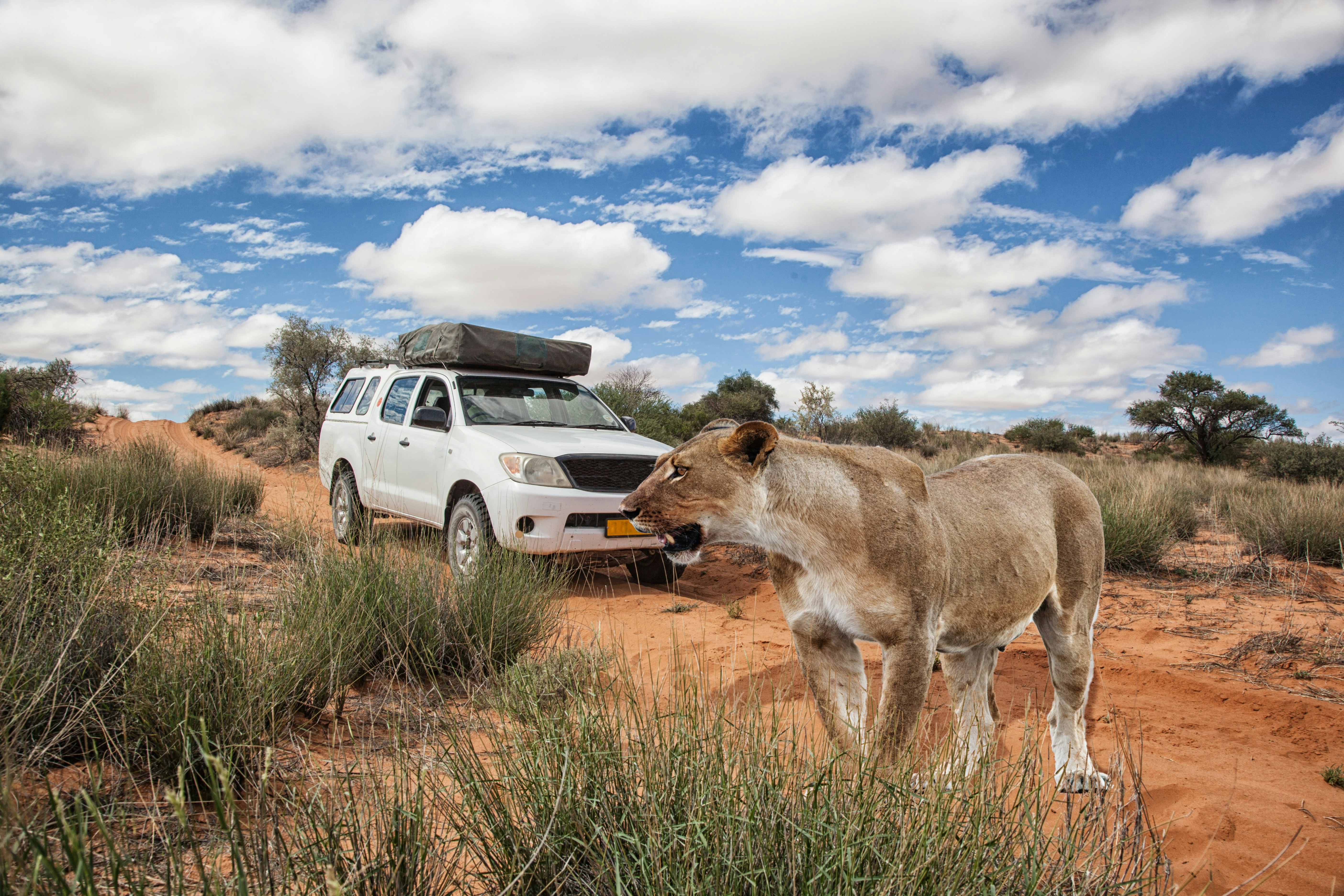 lioness in front of a 4x4 safari car crossing a dirt road in Kalahari desert, Kgalagadi Transfrontier Park, Botswana, Africa