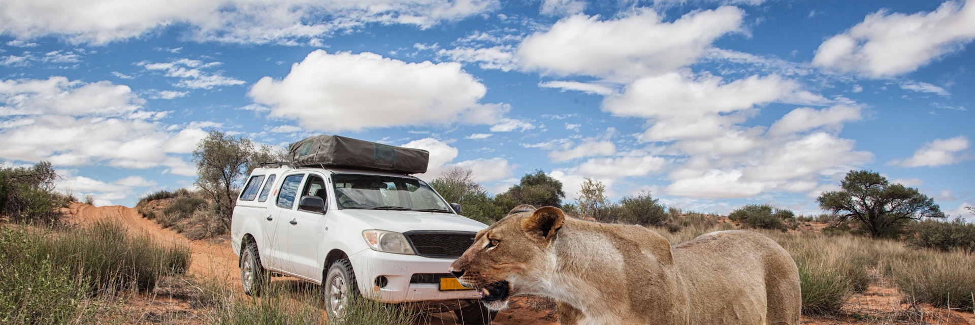 lioness in front of a 4x4 safari car crossing a dirt road in Kalahari desert, Kgalagadi Transfrontier Park, Botswana, Africa
